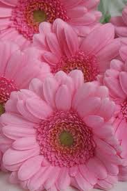 Pin On Gerbera Daisies