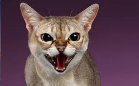 Die singapura katze ist eine sehr kleine katze. Singapura Katze Katzen Rassen Die Tier Welt Com