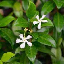 Dried jasmine flowers (100g) quantity. Buy Trachelospermum Jasminoides Online Southern Woods