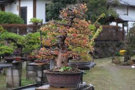 So if their foliage starts appearing brown or yellow, you one possible reason for the browning of the leaves is leaf scorch. Trident Maple Bonsai Care Bonsaischule Wenddorf