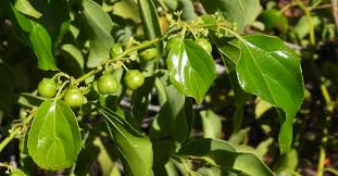 Image result for Colubrina asiatica