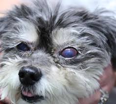 They haven't put out their shih tzu calendars in over 2 years and i used to buy them every year. Boo Shih Tzu Dry Eye Pet Health Success Story Stem Cell Safari