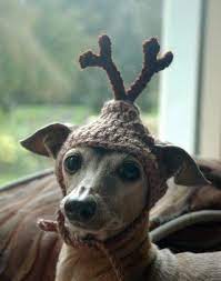 Dog Hat Reindeer Christmas Pet Hat Humorous Funny Antlers 2 To 20 Lb Pets Made To Order 10 00 Via Etsy In 2020 Reindeer Dog Christmas Animals Dog Hat