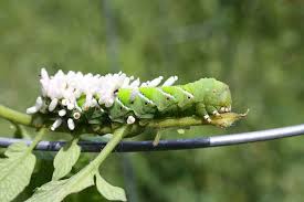 It is possible for them to grow as large as six inches in length and one inch in girth. How To Control And Prevent Hornworms