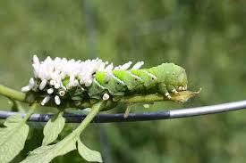 It is indeed incredible to see creatures form like that. How To Control And Prevent Hornworms