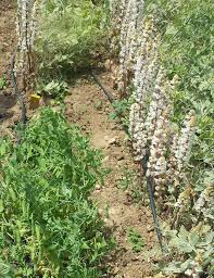 Image result for Englerina woodfordioides