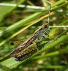 The more grasshoppers there are present, the more likely they are to feed on plant species outside their preferred group. Grasshopper Grasshopper Garden Photography Harmful Insects