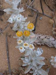 Maybe you would like to learn more about one of these? Schneeweisse Strandfilzblume Wikipedia