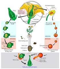 biology for kids flowering plants