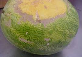 Image result for watermelon virus