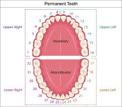 71 correct dental tooth numbering