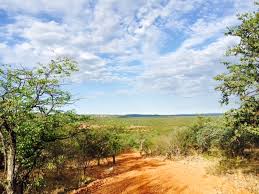 Image result for Petalidium englerianum