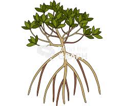 Image result for Rhizophora