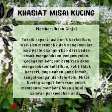 .teh misai kucing 6.22mb mp3 terbaru di metrolagu dan nikmati, video klip cara buat teh misai hasil diatas adalah hasil pencarian dari anda cara buat teh misai kucing mp3 dan menurut kami. Misai Kucing Pokok Bionutrimax Kilang Oem Halal Facebook