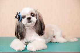 The puppy cut is handy in the case of shih tzu when you do not want to do a lot of grooming and frequent haircut. 10 Shih Tzu Haircuts In 2021 Your Dog Will Love These Pet Keen