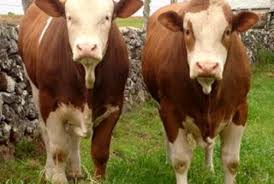 Kalimanah, kabupaten purbalingga, jawa tengah . Ramai Ramai Jual Sapi Agar Dapat Blsm Republika Online