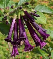 Buy brugmansia plants and get the best deals at the lowest prices on ebay! 34 Iochroma Ideas Plants Brugmansia Flowers