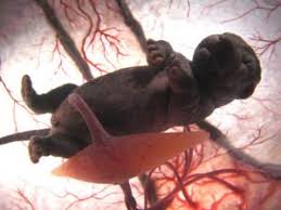 In The Womb Fetos Animales En El Vientre Materno Dieren Dieren Mooi Schattigste Dieren