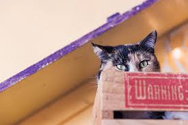 Eases symptoms of several eye conditions and injuries in dogs and cats. Cat Eye Injury Treatment How Long For Cat Eye Scratch To Heal