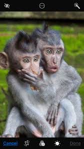 Ooooh That Must Have Hurt Funny Animals Baby Animals Animals