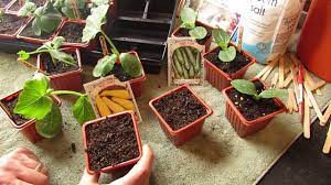 Check spelling or type a new query. How And When To Seed Start Zucchini Squash Indoors Warm Weather The Rusted Garden 2014 Youtube