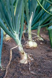 Also learn how to properly cure & store your onions© brandon marshall. Yard And Garden Harvesting Drying And Storing Onions News