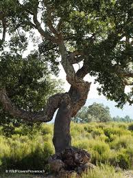 Image result for Quercus suber