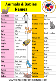 Some animals like fish and a frog do not need to take care of their young ones. Animals Babies Names Animals And Their Young Ones Definition And Examples English Grammar Here