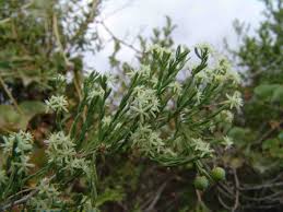 Image result for Asparagus suaveolens