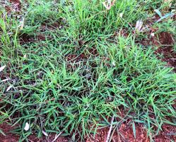 Image result for Diplazium humbertii