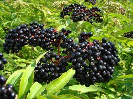 You can use both the flowers and berries in the elder plant. Sambucus Wikipedia