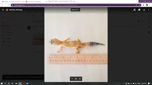 First, we need a verb+ing modifier to modify. My Leo Is A Little More Than 7 1 2 Inches 45 Grams Is She Normal Also What Is Her Age Depending On Pic Leopardgeckos