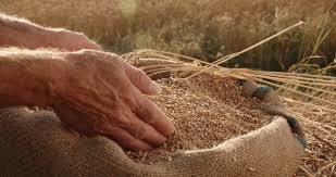 old farmer's hands sifting golden grains of wheat in sunset light in ...