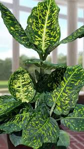 Image result for beautiful dieffenbachia
