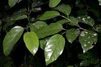 Image result for Strombosia scheffleri