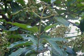 Image result for Harungana madagascariensis