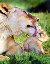 So Sweet Cute Animals Pets Animals