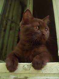 The handmade cat can stand by itself. Pin On Fur Babies