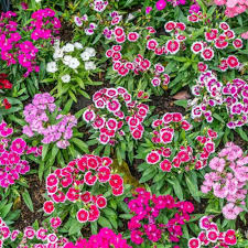 Image result for Dianthus micropetalus