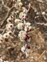 Image result for Acacia mellifera