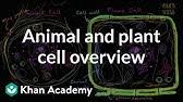 Check spelling or type a new query. Plant Vs Animal Cells Youtube
