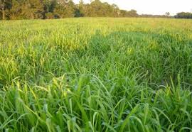 Image result for Urochloa marlothii