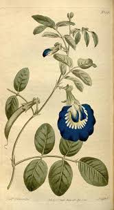 Image result for Clitoria ternatea