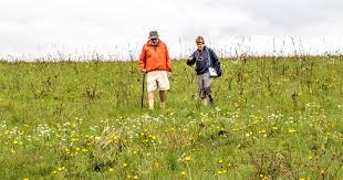 Image result for Eriosema monticola