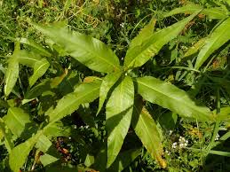 Image result for Persicaria senegalensis