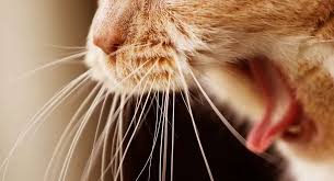 These five home remedies may help alleviate symptoms, even if it's just for a blissful five. Rodent Ulcer Cat Mouth Ulcers And What To Do About Them