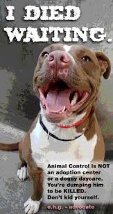 Are You Single Scared Of The Dark Scared Of Heights Scared Of Drowning Scared Of Losing Someone Do You Think People Ta Dogs Adoption Animals