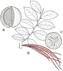 Image result for Oldfieldia macrocarpa