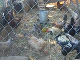 I love them to the point i have them hanging on the front porch of my chicken coop. 2 Hours Of Chickens Feeding W Windchimes Youtube