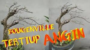 Membuat Bonsai Bougenville Gaya Tertiup Angin Youtube